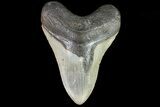 Fossil Megalodon Tooth - North Carolina #82914-1